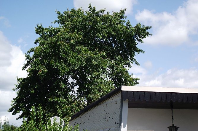 Streitfall Baum (Foto: Kurt Frank) Streitfall Baum (Foto: Kurt Frank)