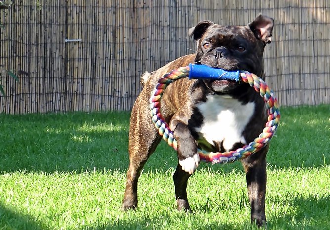 Bullytreffen (Foto: Sandra Witzel) Bullytreffen (Foto: Sandra Witzel)