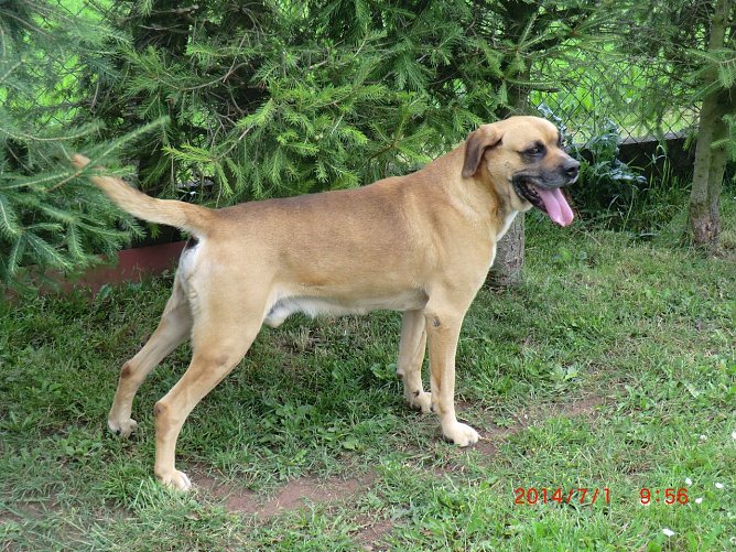 Bruno (Foto: C. Knust)