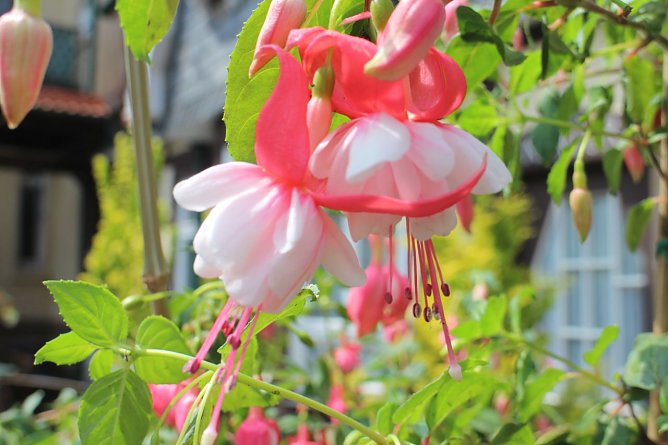 Fuchsie Freistaat Th&uuml;ringen (Foto: Angelo Glashagel)