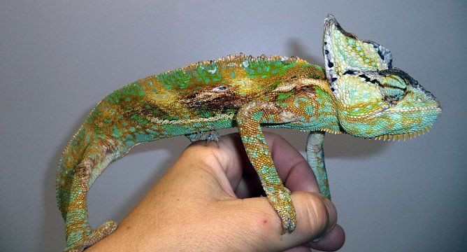 Exot gefunden (Foto: C. Knust)