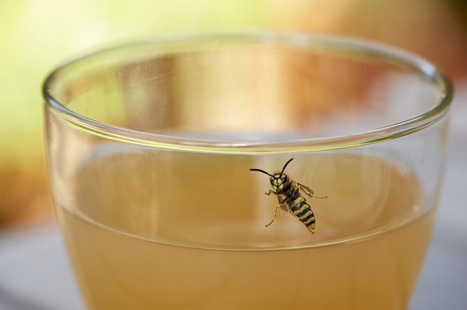 Insektenstiche können gefährlich sein (Foto: Johanniter-Unfall-Hilfe e.V. / Andreas Schoelzel) Insektenstiche können gefährlich sein (Foto: Johanniter-Unfall-Hilfe e.V. / Andreas Schoelzel)