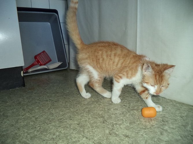 Entlaufener Kater? (Foto: Cornelia Knust)