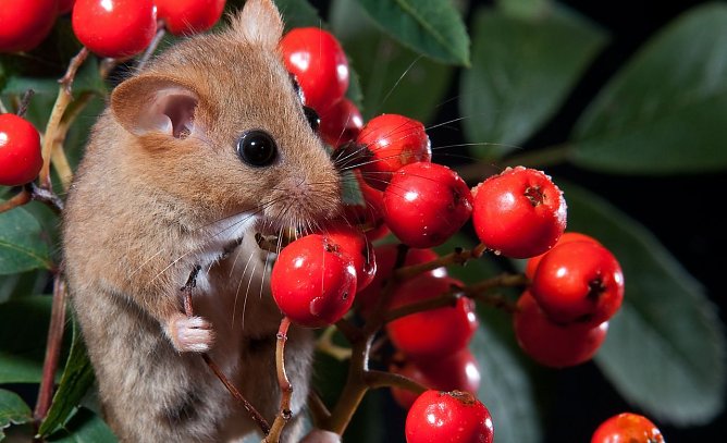 Schnuppern an der Eberesche (Foto: Leo/fokus-natur.de)
