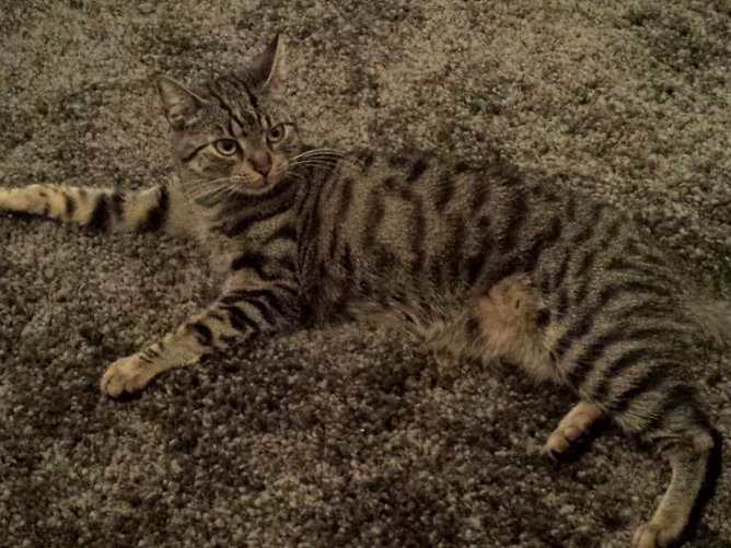 Katze gesucht (Foto: privat)