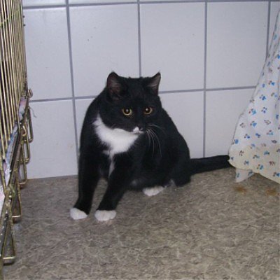 tier der woche (Foto: tierheim)