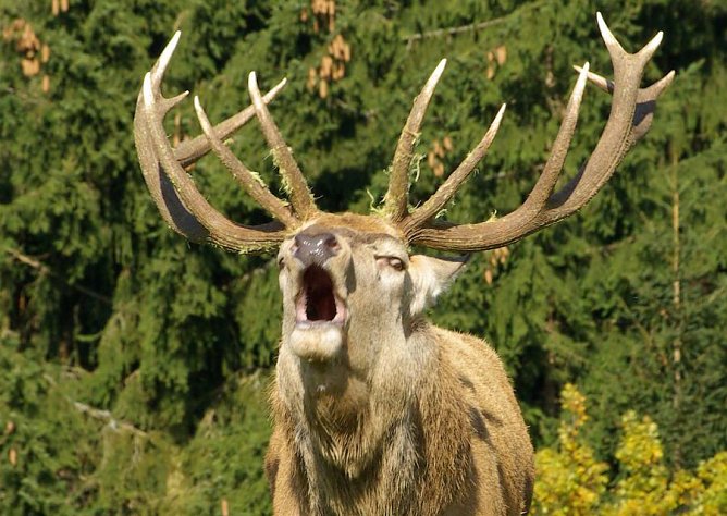 Da röhrt der Hirsch (Foto: Verband Deutscher Naturparke) Da röhrt der Hirsch (Foto: Verband Deutscher Naturparke)
