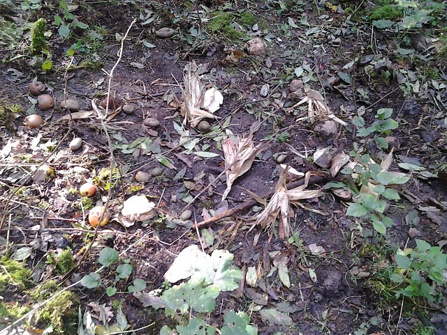 Futterstelle Heringen (Foto: privat) Futterstelle Heringen (Foto: privat)