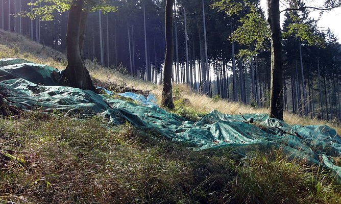 Bucheckernernte (Foto: Nationalpark Harz) Bucheckernernte (Foto: Nationalpark Harz)