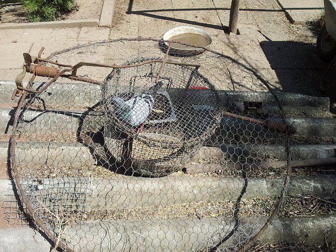 Habichtfangkorb (Foto: NABU) Habichtfangkorb (Foto: NABU)