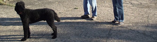 Mehr Hunde, h&ouml;here Steuern, satte Kasse (Foto: Kurt Frank)