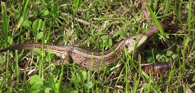 Noch einen Wurm (Foto: Rosalinde Frank)