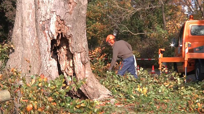 Der Pilzbefall h&ouml;hlte den Stamm &uuml;ber Jahrzehnte hinweg von unten her aus (Foto: Angelo Glashagel)