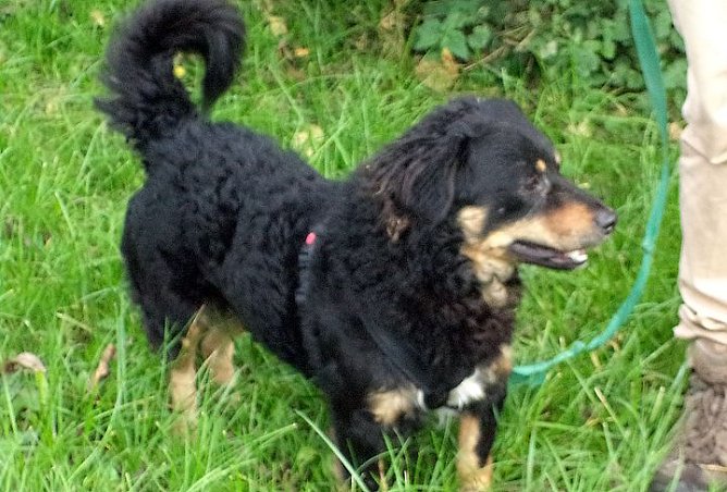 Benny (Foto: B. Hellrung) Benny (Foto: B. Hellrung)