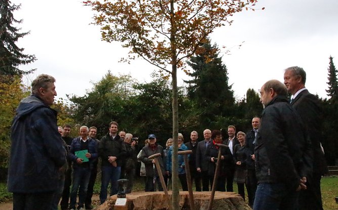 Ersatz gepflanzt (Foto: P. Grabe|Stadtverwaltung Nordhausen)