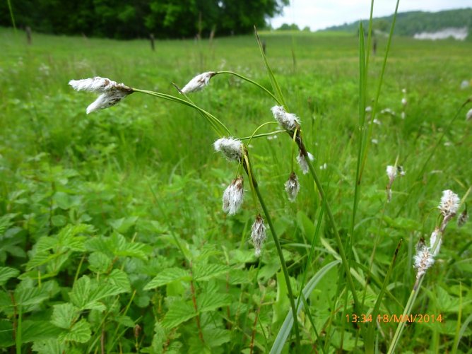 Das in Th&uuml;ringen gef&auml;hrdete Schmalbl&auml;ttrige Wollgras (Eriophorum angustifolium) war seit mehr als 20 Jahren in der R&uuml;digsdorfer Schweiz nicht mehr nachgewiesen worden. (Foto: Bodo Schwarzberg)