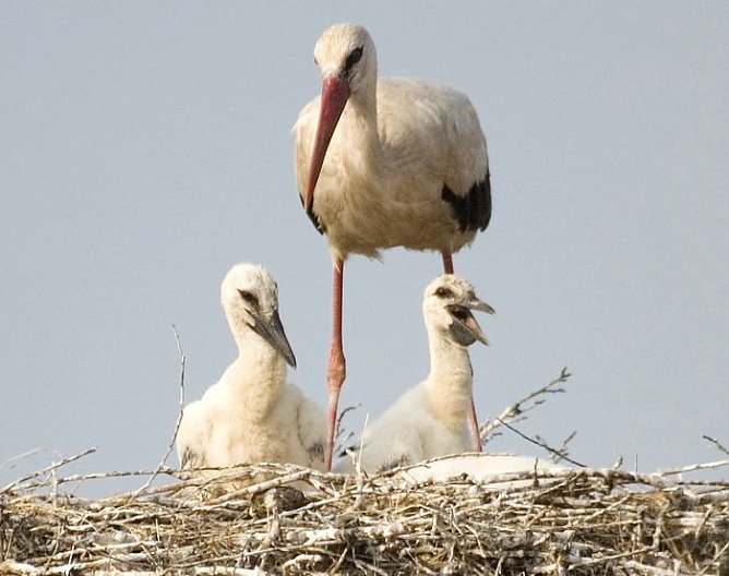 Nachwuchs für Görsbach (Foto: Junker) Nachwuchs für Görsbach (Foto: Junker)