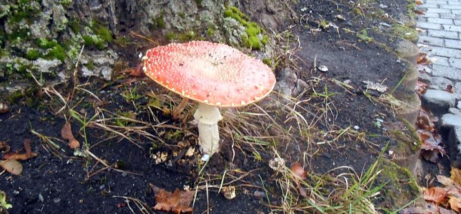 Ein prächtiger Fliegenpilz (Foto: privat) Ein prächtiger Fliegenpilz (Foto: privat)