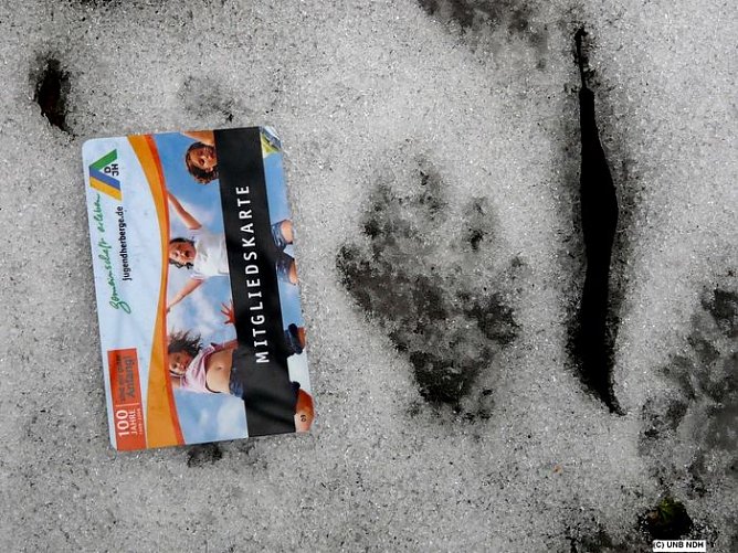 Der Fischotter ist angekommen (Foto: Piper/pln) Der Fischotter ist angekommen (Foto: Piper/pln)