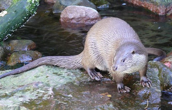 Der Fischotter ist angekommen (Foto: Wiki-Medien) Der Fischotter ist angekommen (Foto: Wiki-Medien)
