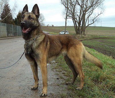 Tier der Woche Frodo (Foto: Tierheim Nordhausen)