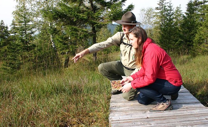 Auf dem Hohnekamm (Foto: Nationalpark Harz)