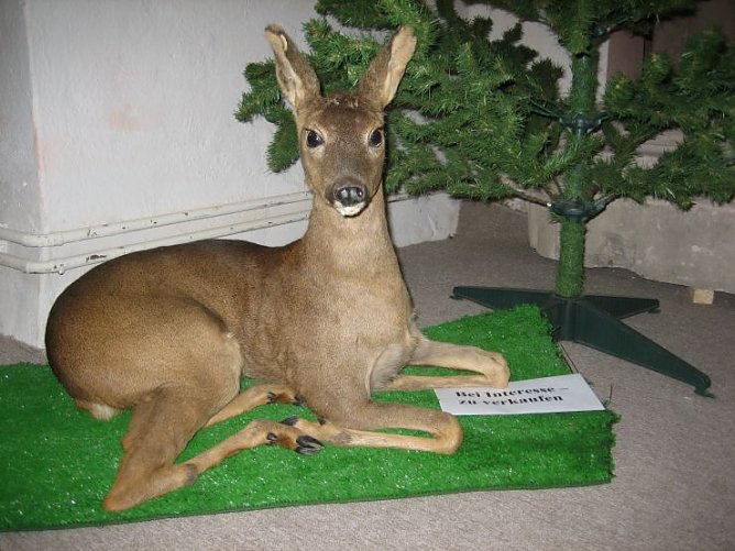 Neuigkeiten aus dem Heringer Schloß (Foto: Hoffmann) Neuigkeiten aus dem Heringer Schloß (Foto: Hoffmann)