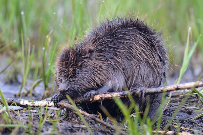 Breitet sich langsam im Freistaat aus - der Europ&auml;ische Biber (Foto: P. W&auml;chterh&auml;user/naturlichter.de via NABU Th&uuml;ringen)