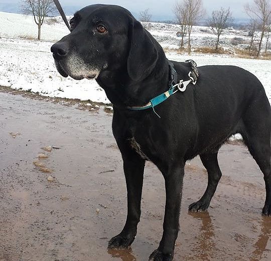 Tier der Woche: Henry (Foto: Tierheim ndh) Tier der Woche: Henry (Foto: Tierheim ndh)