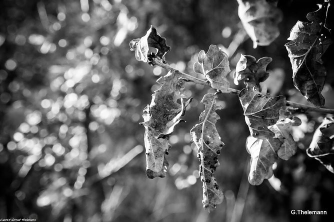 Wetter-Bild (Foto: Gernot Thelemann)