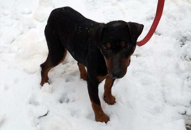 Peppi (Foto: B. Hellrung)