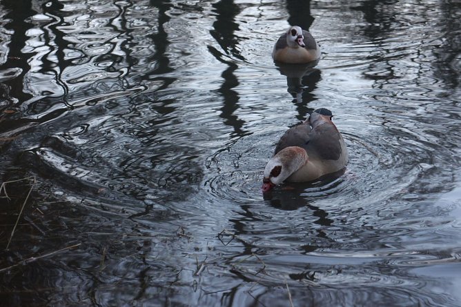 Mitte Januar waren im Landkreis Nordhausen bei einer verendeten Wildente Erreger der Gefl&uuml;gelpest festgestellt worden    (Foto: Angelo Glashagel)