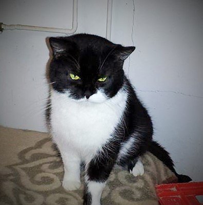 Tier der Woche: Politess (Foto: Tierheim ndh)