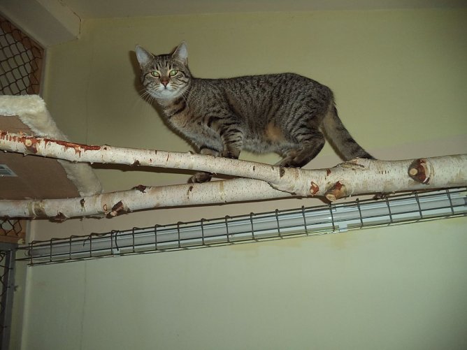 Tier der Woche: Illo (Foto: Tierheim ndh)