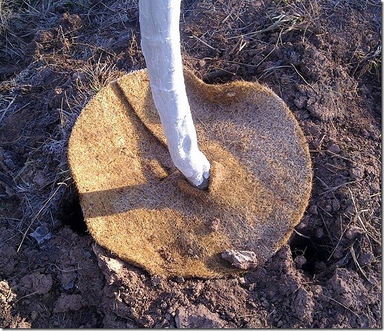 Einfach rausgezogen (Foto: privat)