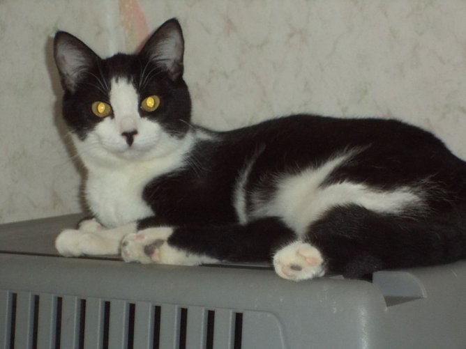 Tier der Woche: Samira (Foto: Tierheim ndh) Tier der Woche: Samira (Foto: Tierheim ndh)