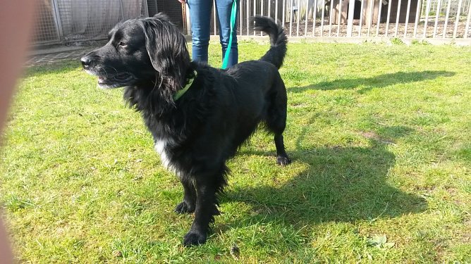 Tier der Woche: Blacky (Foto: Tierheim ndh) Tier der Woche: Blacky (Foto: Tierheim ndh)