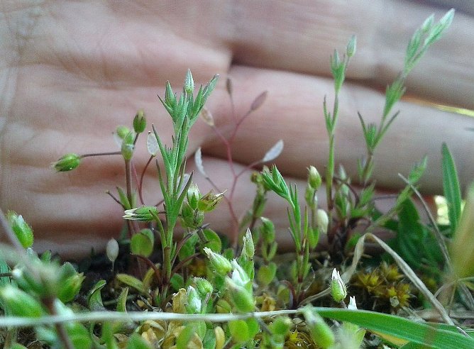 Die Klebrige Miere - Sinnbild des Versagens? (Foto: Bodo Schwarzberg) Die Klebrige Miere - Sinnbild des Versagens? (Foto: Bodo Schwarzberg)