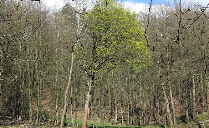 Baum - Geschenk der Natur (Foto: nnz)