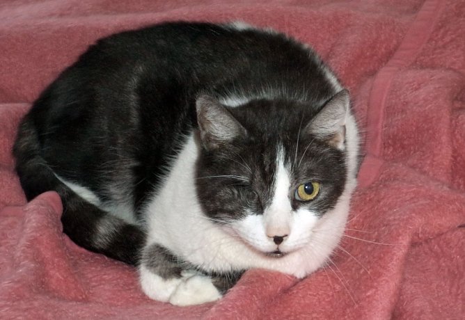 Enrico (Foto: B. Hellrung)