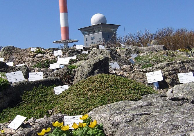 Blick in den Brockengarten (Foto: Dr. Gunter Karste)