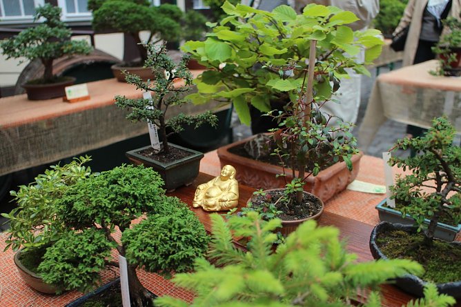 Fern&ouml;stliche Kunst in Gr&uuml;n - Bonsai-Ausstellung in der Echte Nordh&auml;user Traditionsbrennerei (Foto: Angelo Glashagel)