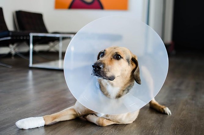 Tierarztrechnungen k&ouml;nnen teuer werden (Foto: medipay_Tierarztkosten Teilzahlung_1_klein)