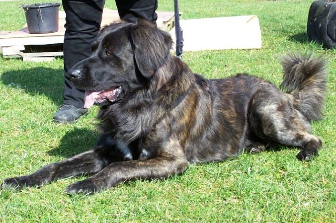 Ghismo sucht ein neues Zuhause (Foto: Knust)