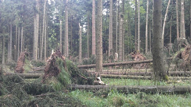 "Bruch" im S&uuml;dharz - noch ist das Ausma&szlig; der Sch&auml;den nicht ganz abzusehen (Foto: Forstamt Bleicherode-S&uuml;dharz)