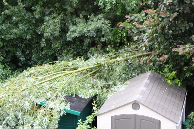 Sturmschaden im Mäusetal (Foto: privat) Sturmschaden im Mäusetal (Foto: privat)