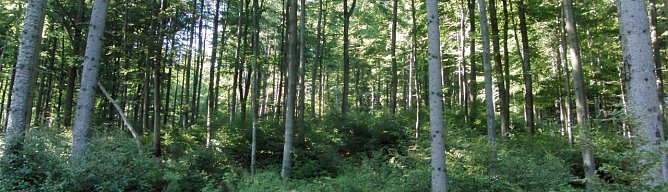 Oberhalb des Steinm&uuml;hlentals (Foto: Bodo Schwarzberg)