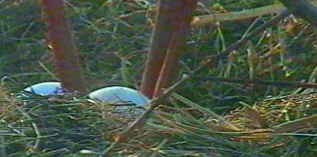 Fotos aus dem Nest (Foto: Rzehak)