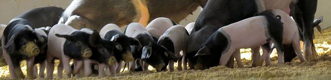 Archeschau f&uuml;r der Forstfarm (Foto: privat)