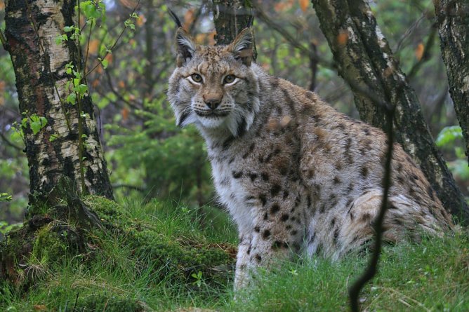 Der Luchs und die J&auml;ger (Foto: Ole Anders)